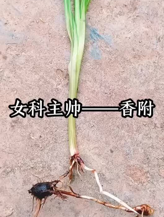 在炖肉时可以放点香附子,因为它不但是中药材,也是一味香料