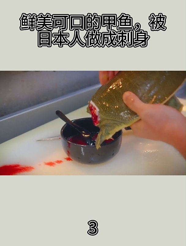 鲜美可口的甲鱼,被日本人做成刺身3