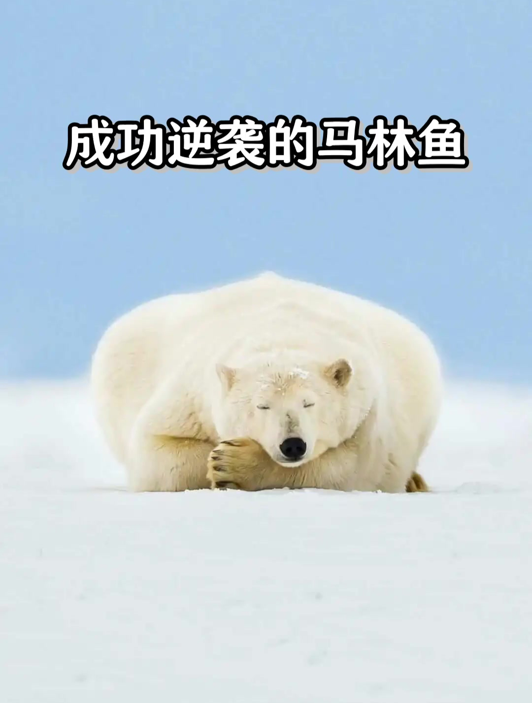 成功逆袭的马林鱼