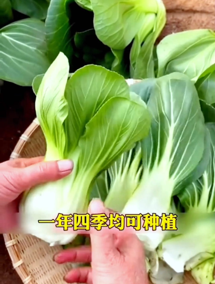 它是白菜中的“天花板”苏州青,阳台小院种1颗邻居都羡慕哭了!