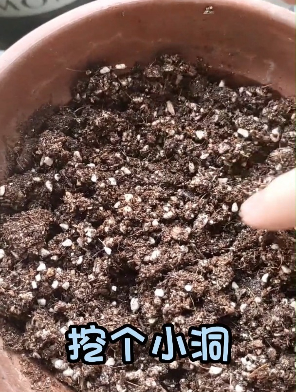 种下小鸟最爱吃的小瓜子~