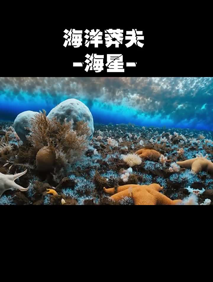 关于派大星们,还有这些你不知道的秘密。海洋海洋生物科普
