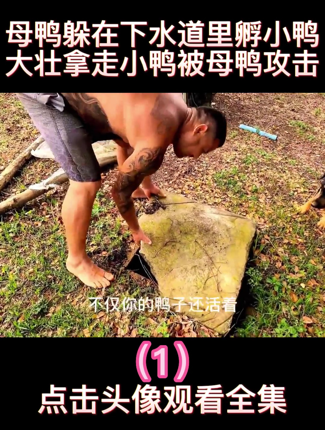 母鸭躲在下水道里孵小鸭,大壮拿走小鸭被母鸭攻击(1)