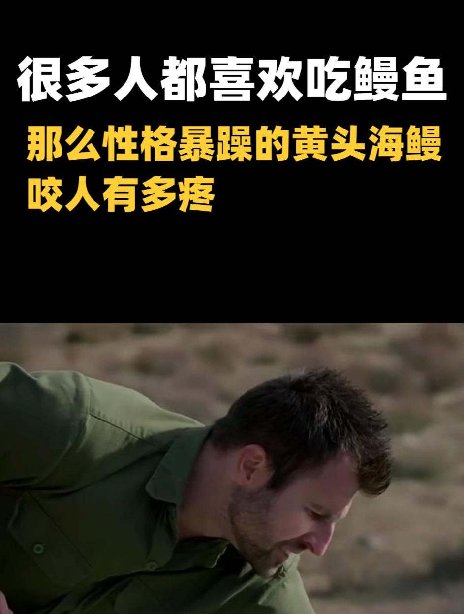 很多人都喜欢吃鳗鱼,那么性格暴躁的黄头海鳗,咬人有多疼