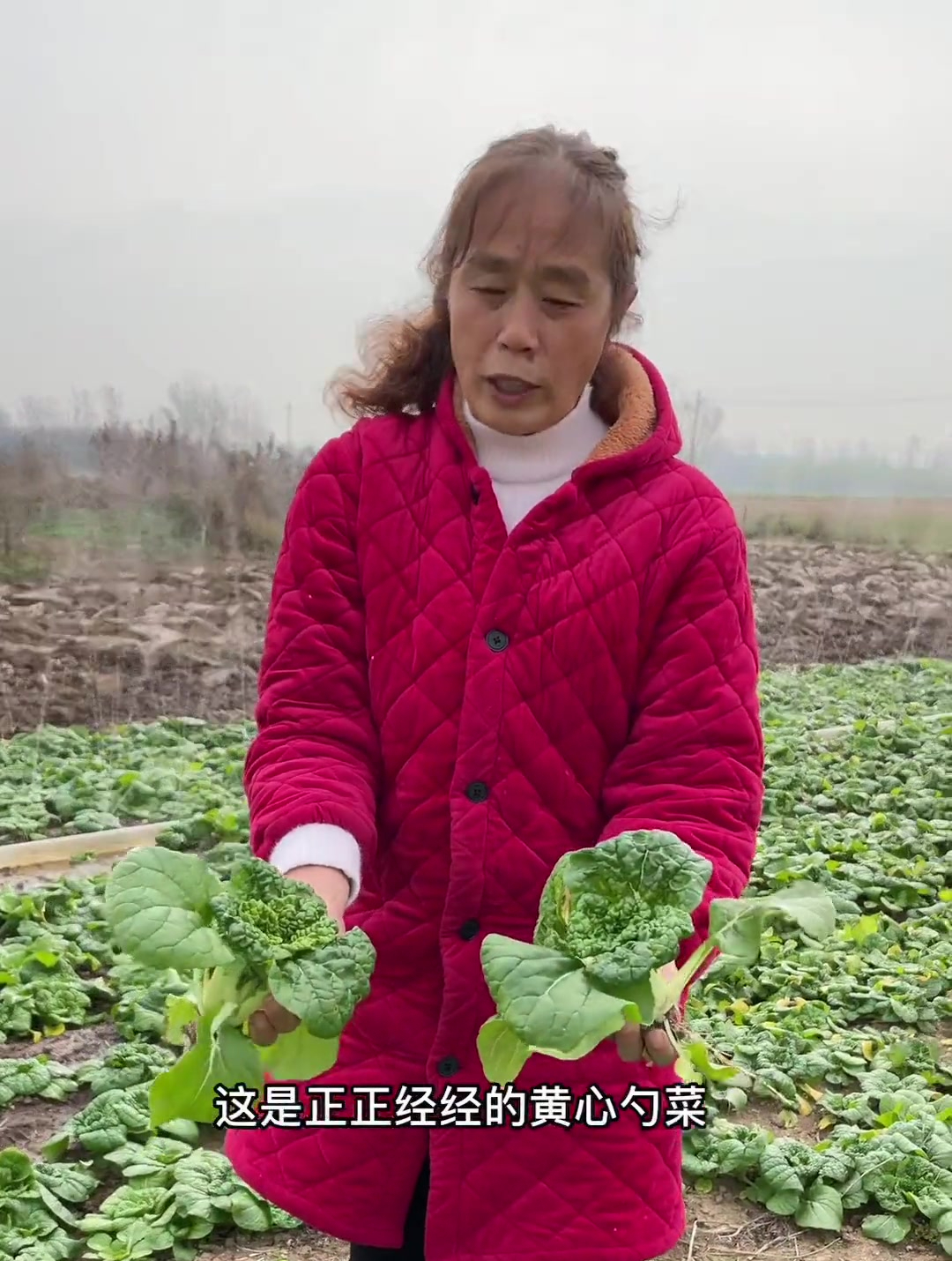 剜勺菜 到二姑家,正好碰到姑父去浇地,剜了一箩头回来下烩面!