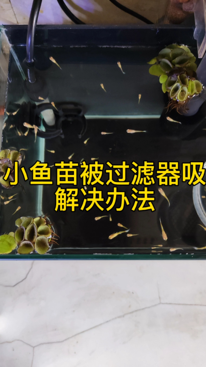 小鱼苗被过滤器吸咋办?进水口保护套助你一臂之力