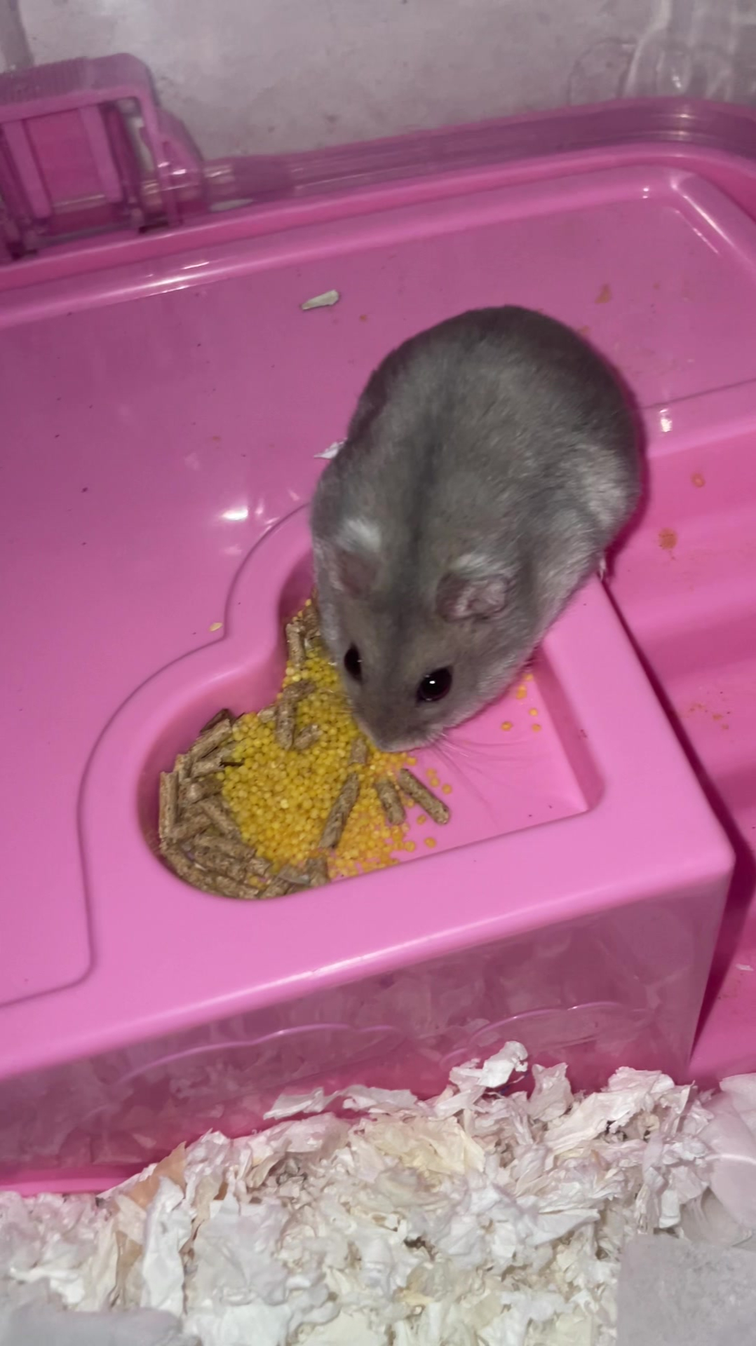 仓鼠兔子鱼我家的动物们