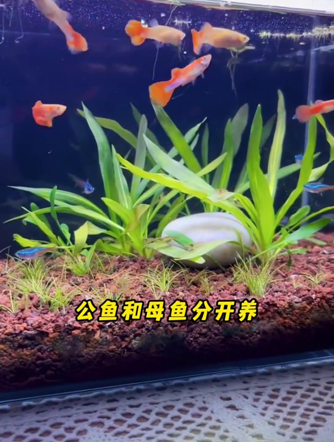 来看看孔雀鱼的一生吧
