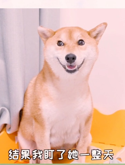 柴犬和柯基的混血小狗1