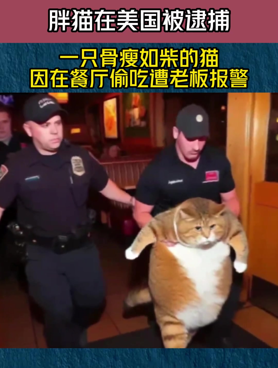 貓小偷吃太胖遭警逮捕？「世界最大家貓」真實照片曝 | TEEPR 亮新聞