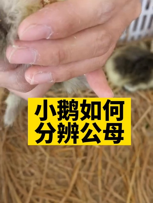 小鹅如何分辨公母
