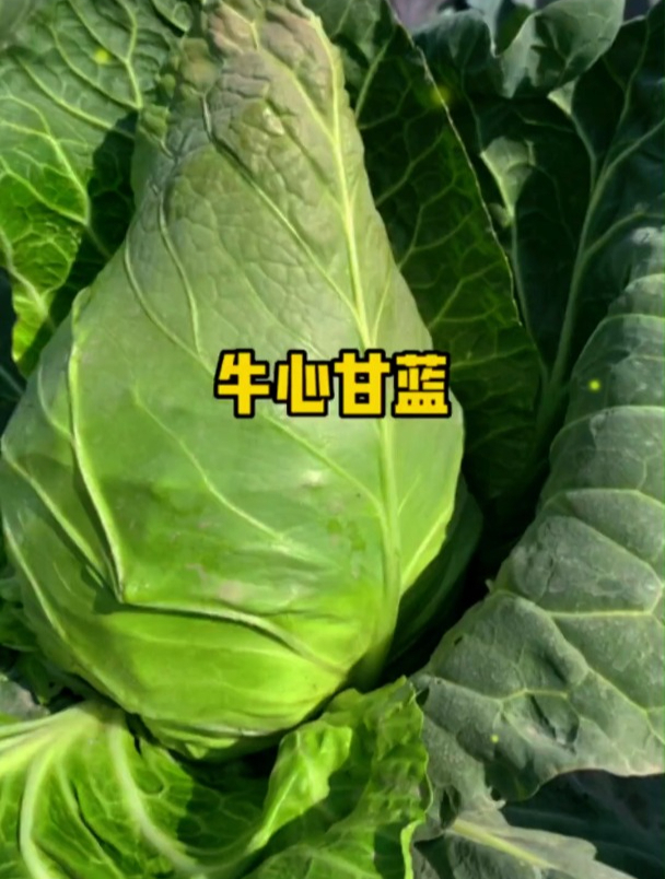 一种甘蓝长相似“牛心”,口感脆嫩生香,凉拌热炒都好吃