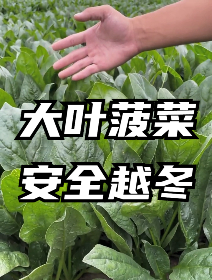 菠菜虽一年四季都可种,但选对品种很重要,否则越不了冬