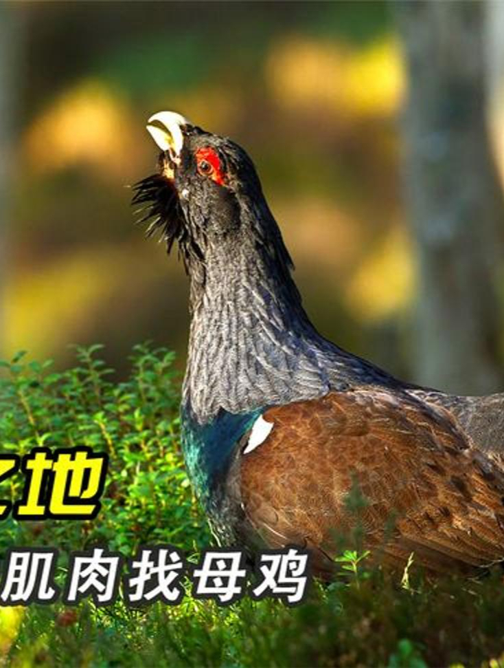 松鸡秀6个小时肌肉吸引母鸡4