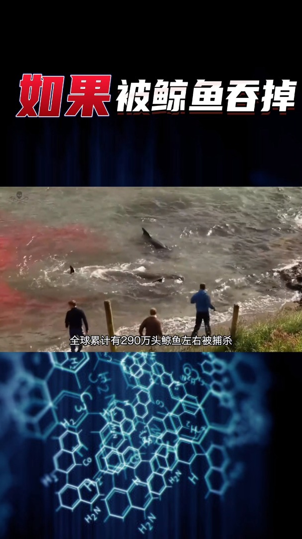人和鲸鱼之间有着千丝万缕的联系,和平共处最好