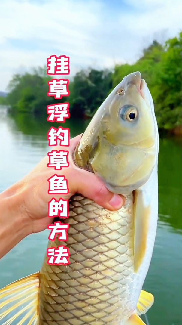 夏季浮钓草鱼,教你用“草”饵打窝,快速诱鱼,大草鱼连竿上!