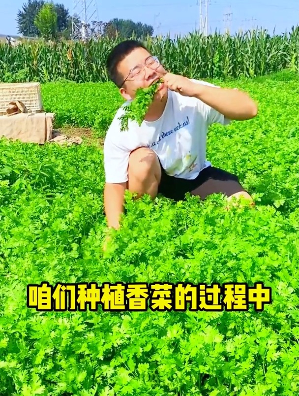 种菜高手都不愿意说的秘密,香菜这样种植,出苗率能到达100%!