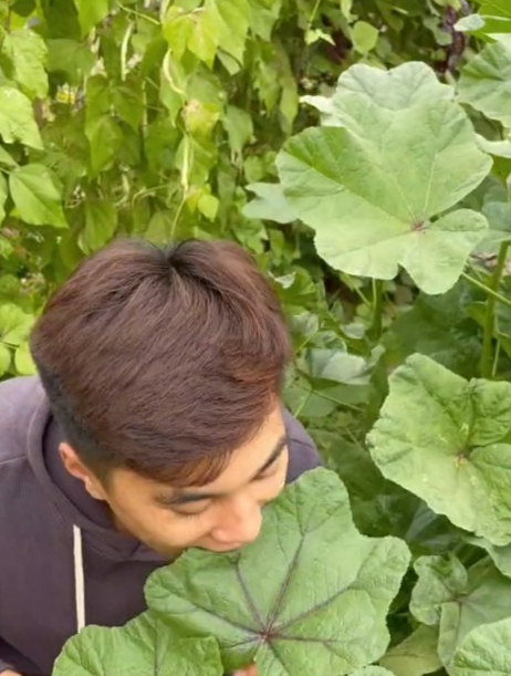 它是“百菜之主”冬寒菜,冬天冻不死,能长成小树高!