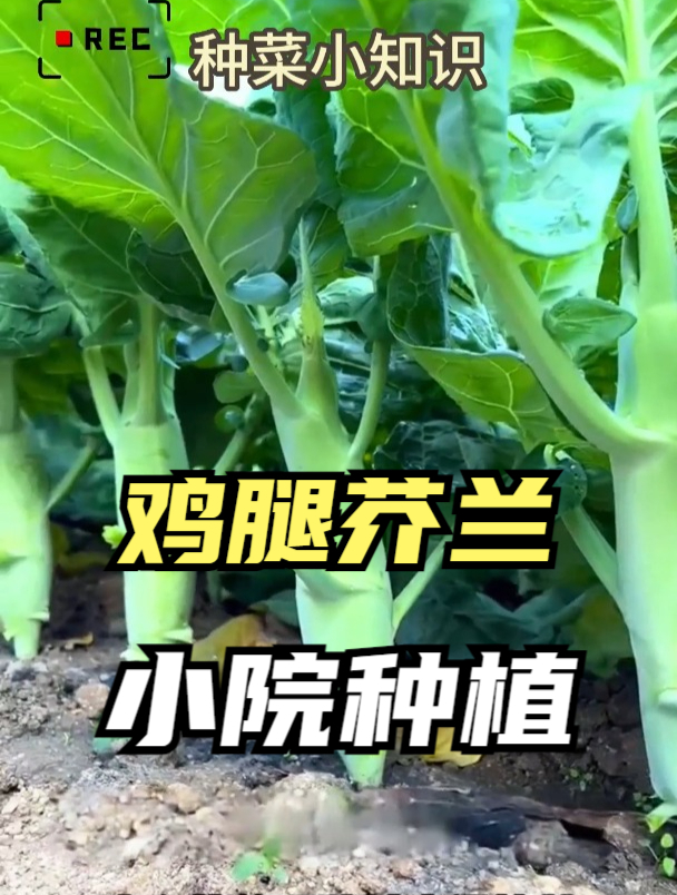 俗称“鸡腿菜”!口味似芥兰,广东人常用它炒肉,营养价值高