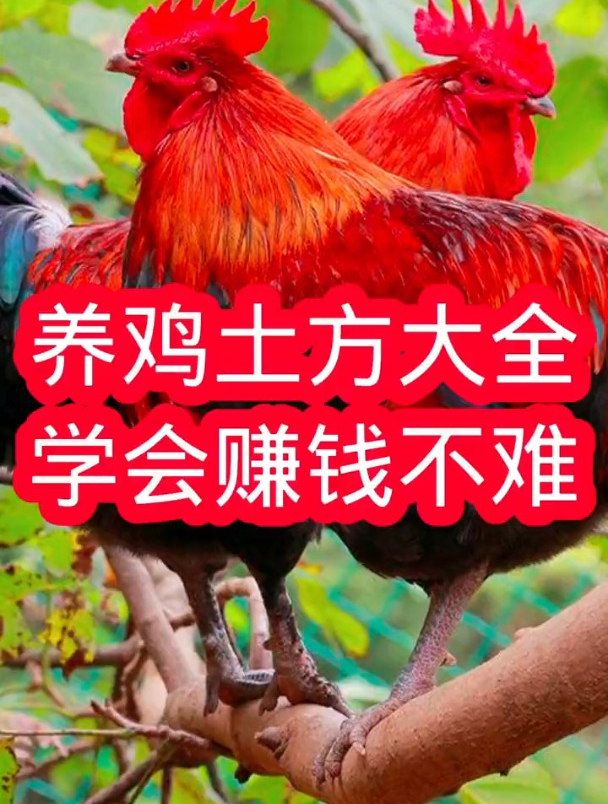 鸡病防治土方养鸡鸡病分享