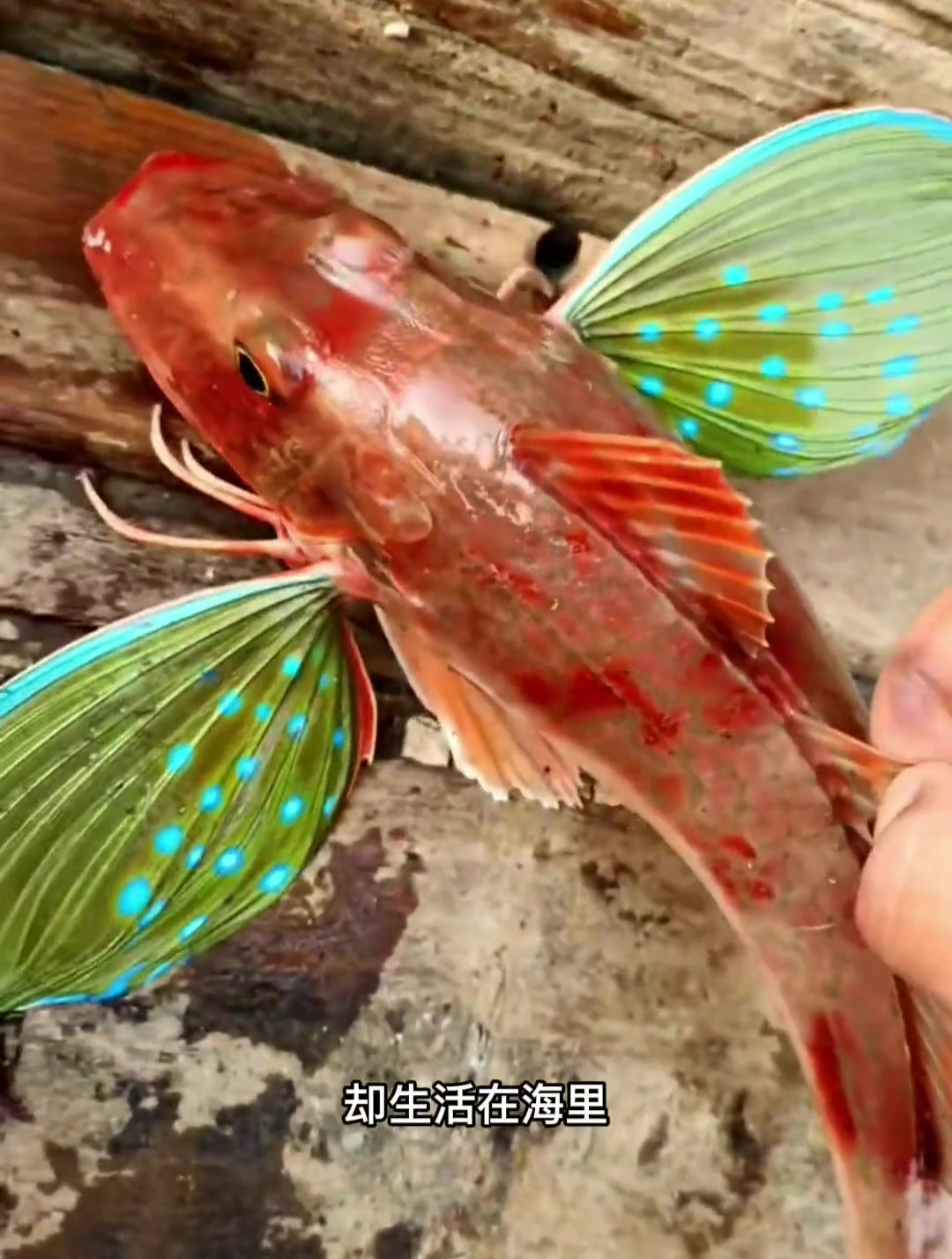 六足怪鱼核辐射变异鱼伊藤润二的鱼快来看呐