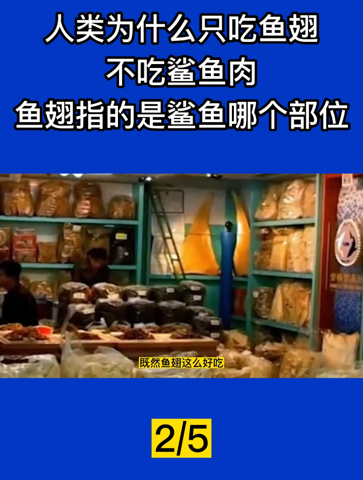 人类为什么只吃鱼翅,不吃鲨鱼肉?鱼翅指的是鲨鱼哪个部位?2