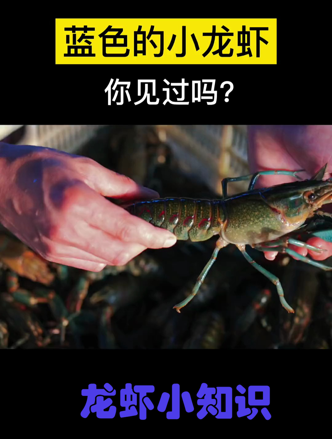 蓝色小龙虾,现在供不应求?水产养殖蓝龙虾