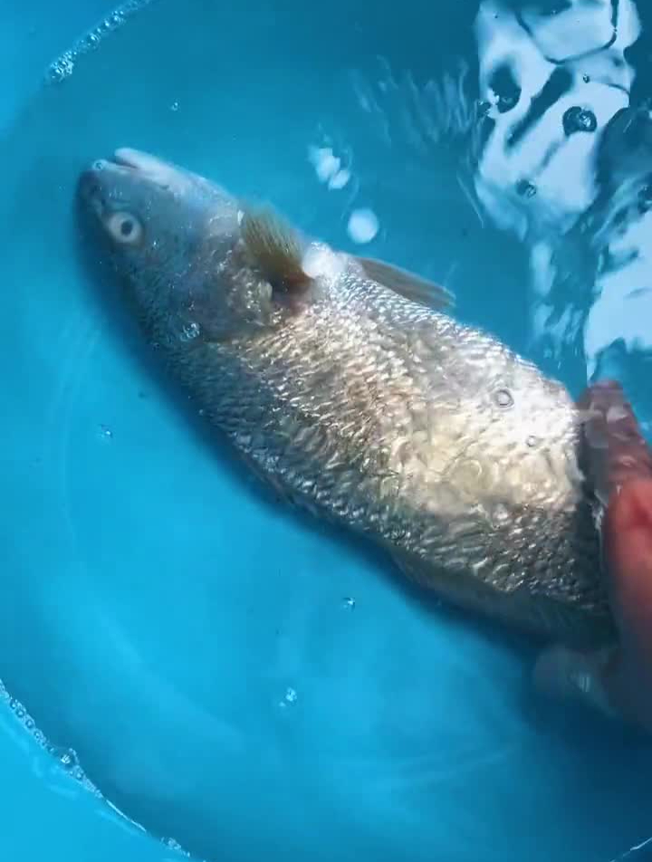 徒手喂鲨鱼,一条三斤重的海鲈鱼海鲈鱼鲨鱼柠檬鲨生活记录