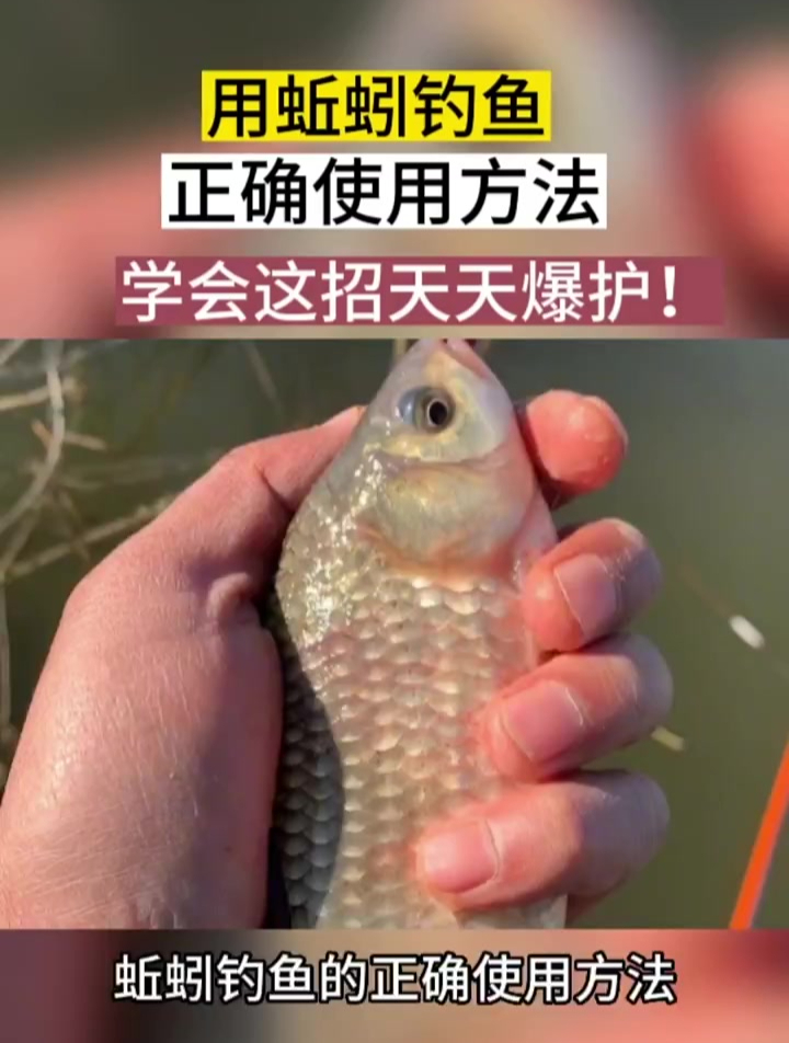 蚯蚓钓鱼的正确使用方法钓到爆护,钓鱼教学,你学会了吗?