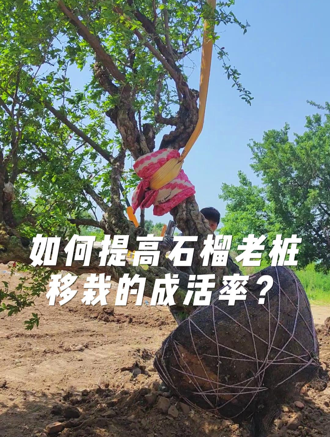 如何提高石榴老桩移栽的成活率?