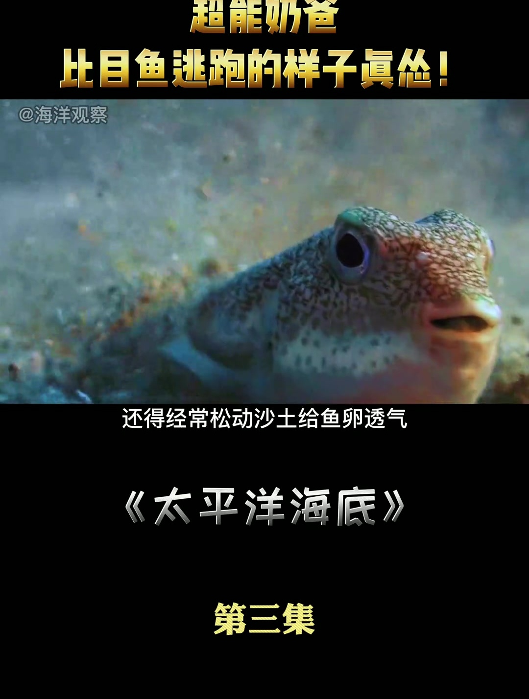 比目鱼逃跑的样子真有趣……