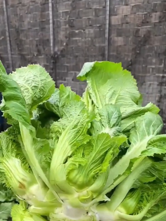 农村最常见的蔬菜“儿菜”,原来有这么多功效,营养丰富还养人!