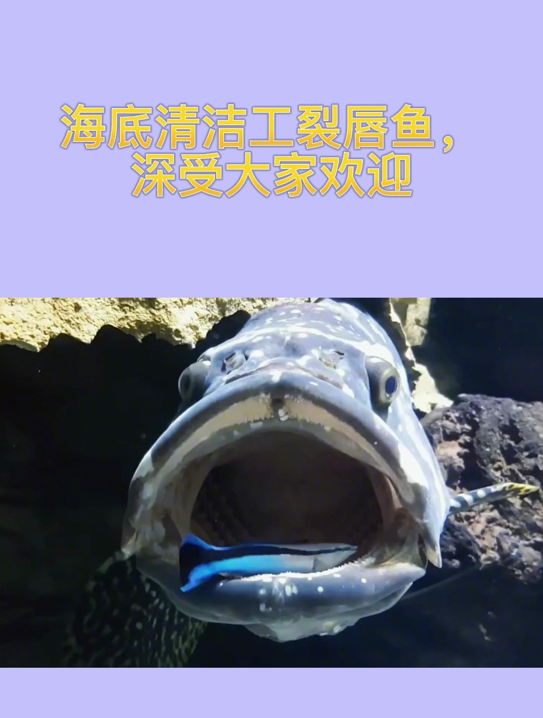 海底清洁工裂唇鱼,深受大家欢迎