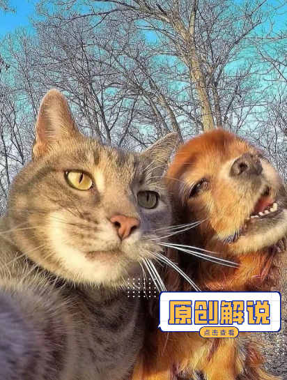 爬行动物的巅峰对决,科莫多巨蜥大战鳄鱼,谁的实力更胜一筹?