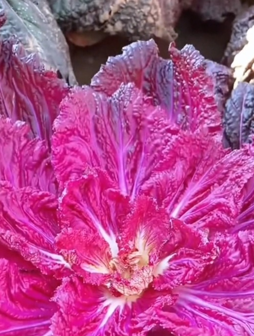 菜地里的“紫白菜”清脆爽口解油腻,比普通白菜贵十倍!