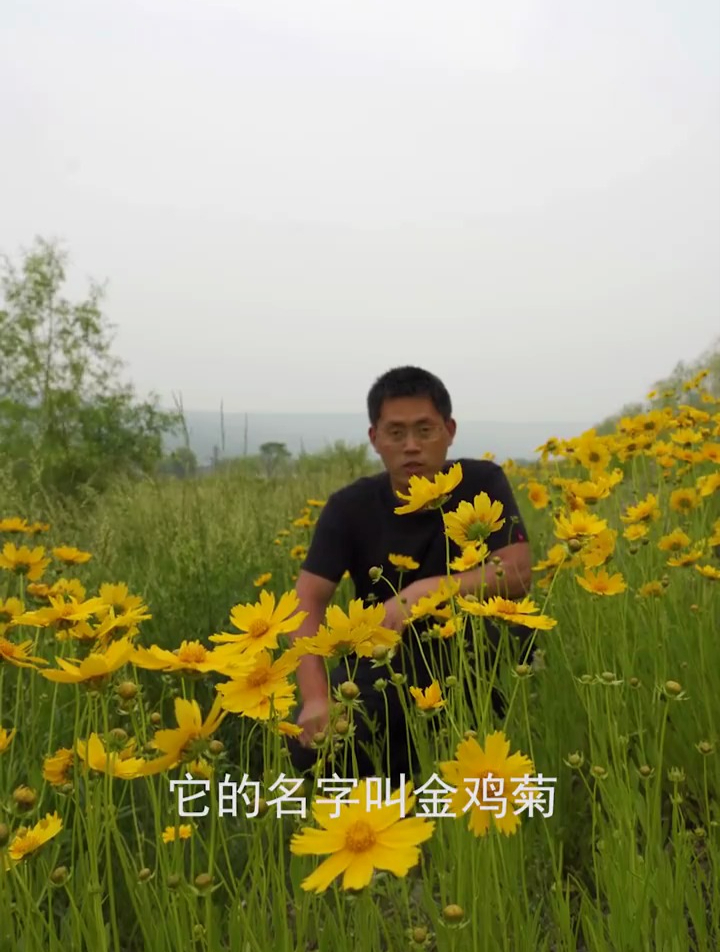 金鸡菊又叫小波斯菊,多年生宿根草本植物,有食用和药用价值