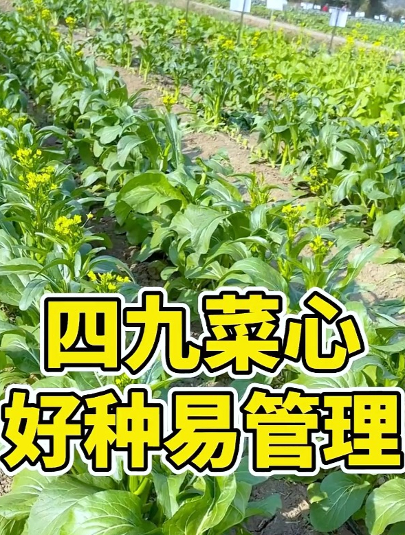 “白灼菜心”是广东人餐桌上的硬菜,它满月掐尖采收,脆嫩好吃!