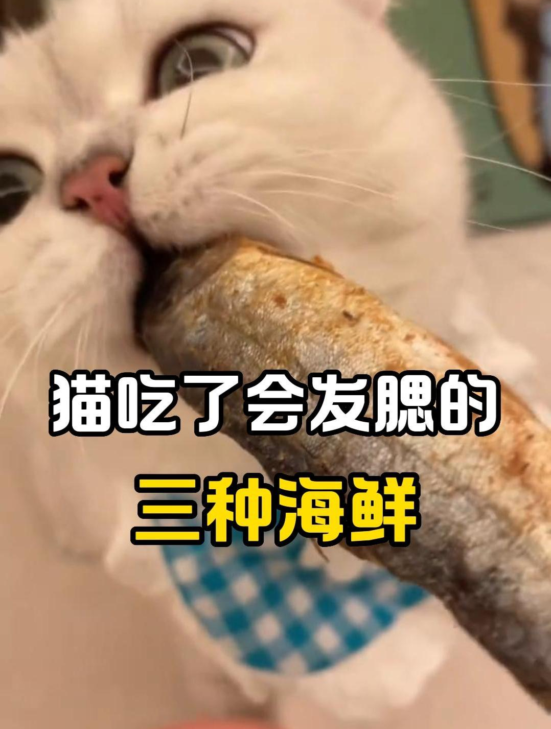 猫吃了会发腮的三种海鲜,你知道吗?