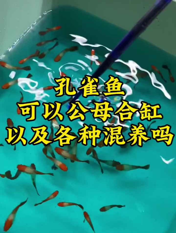 孔雀鱼可以公母合缸以及各种混养吗?