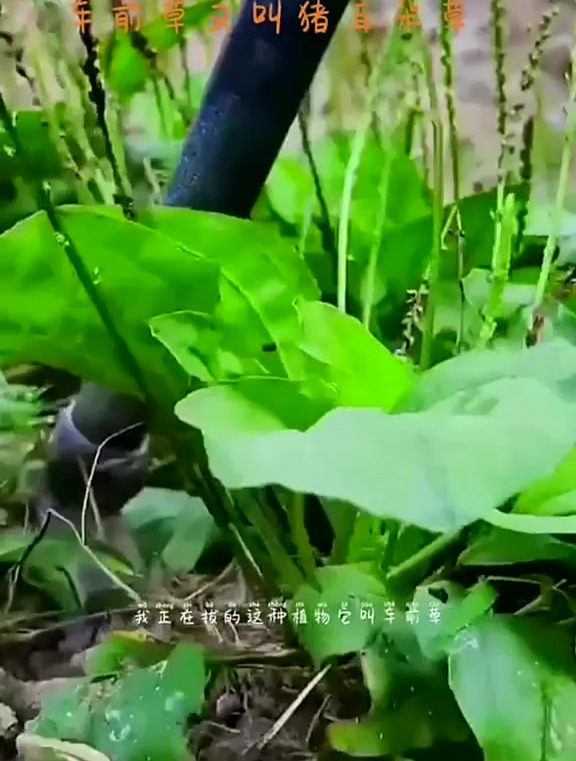 车前草又叫猪耳朵草,你认识车前草吗?你们那里都叫它什么呢 (1)