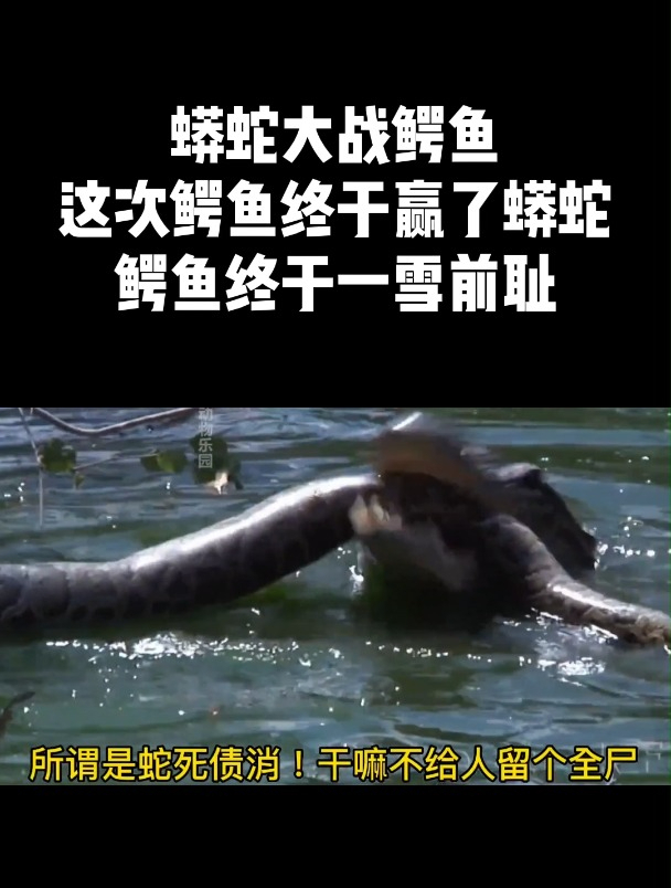 蟒蛇大战鳄鱼,这次鳄鱼终于赢了蟒蛇,鳄鱼终于一雪前耻