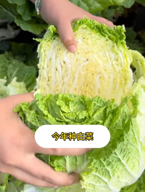 冬储大白菜品种选好了,如何收获高产呢?