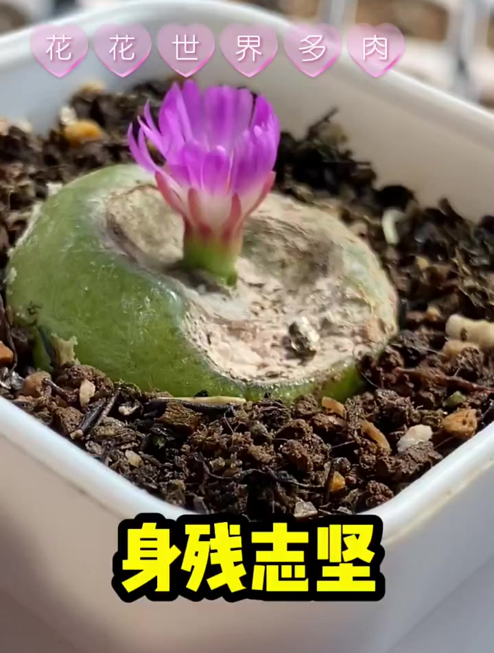 生石花肉锥,肉锥灯泡