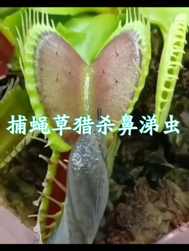 捕蝇草猎杀鼻涕虫,它能死里逃生吗?
