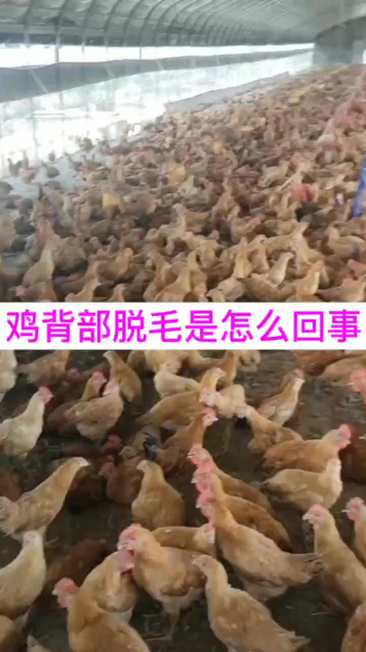 鸡背部脱毛是怎么回事鸡背部脱毛是什么原因鸡背上的毛秃了什么原因母鸡背上脱毛怎么治