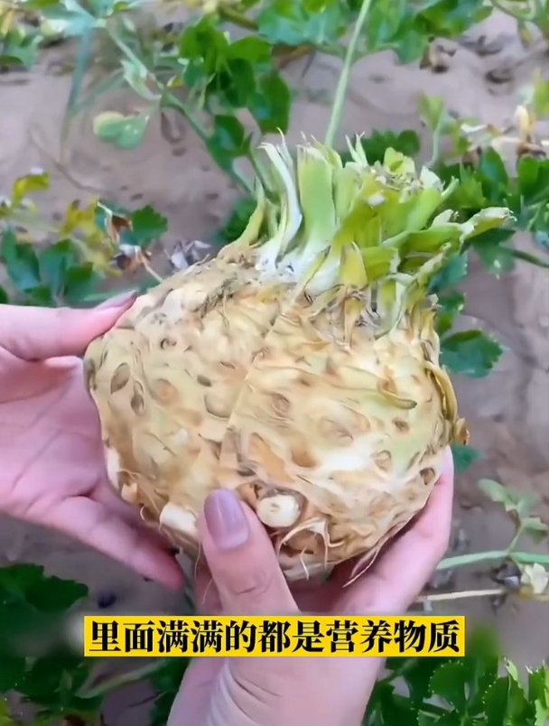 根芹营养价值高,它和普通芹菜种法有何不同?