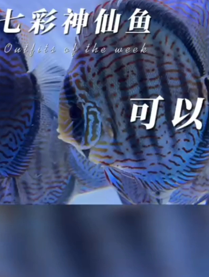 们见过最大的七彩神仙鱼有多大?七彩神仙鱼长成成鱼需10到14个月