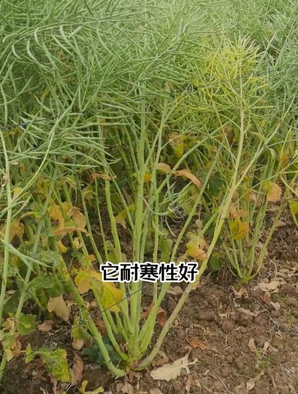 荚密籽粒饱满,出油高,浓香型新品种杂交油菜籽,出油率达50%