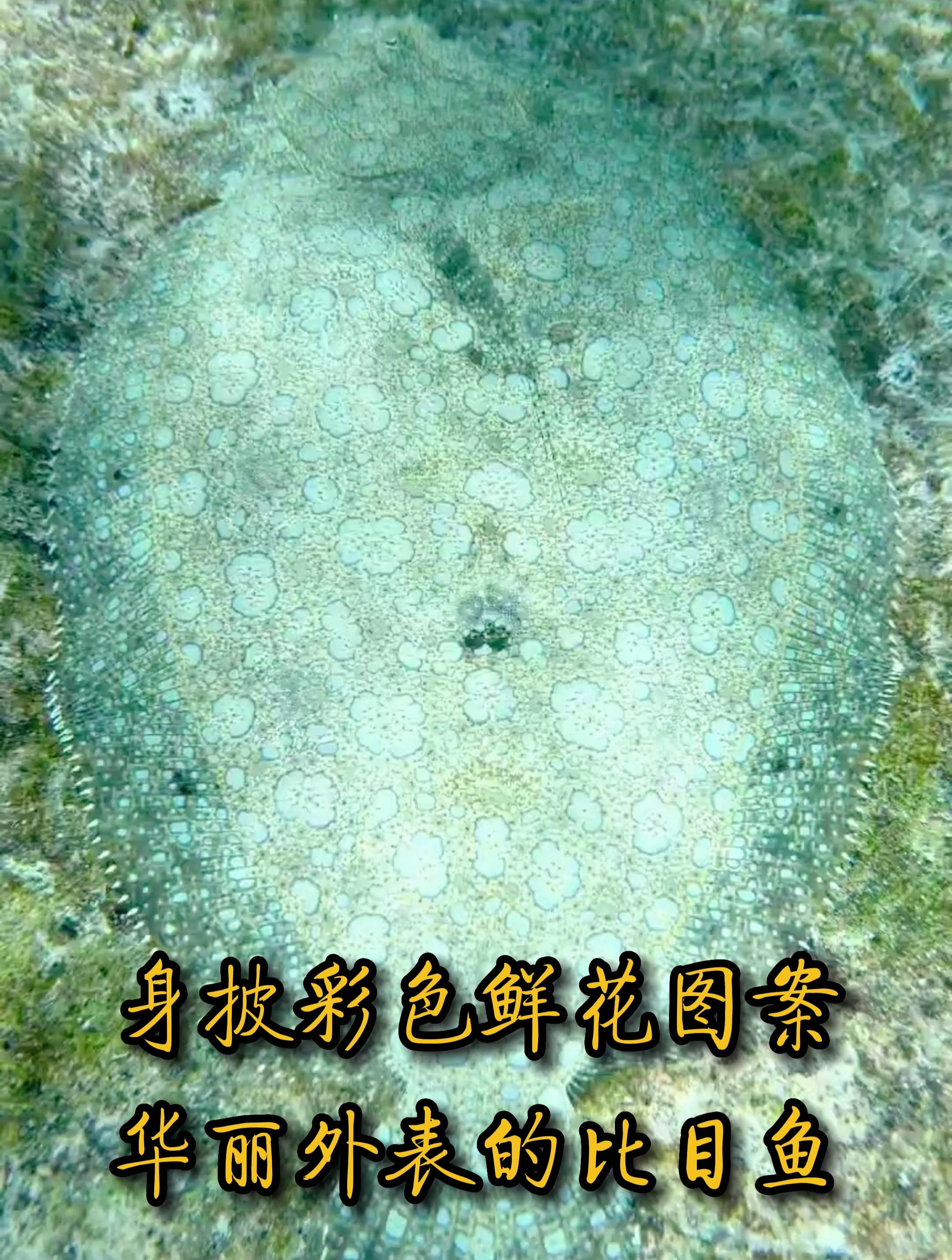 身披彩色鲜花图案华丽外表的比目鱼