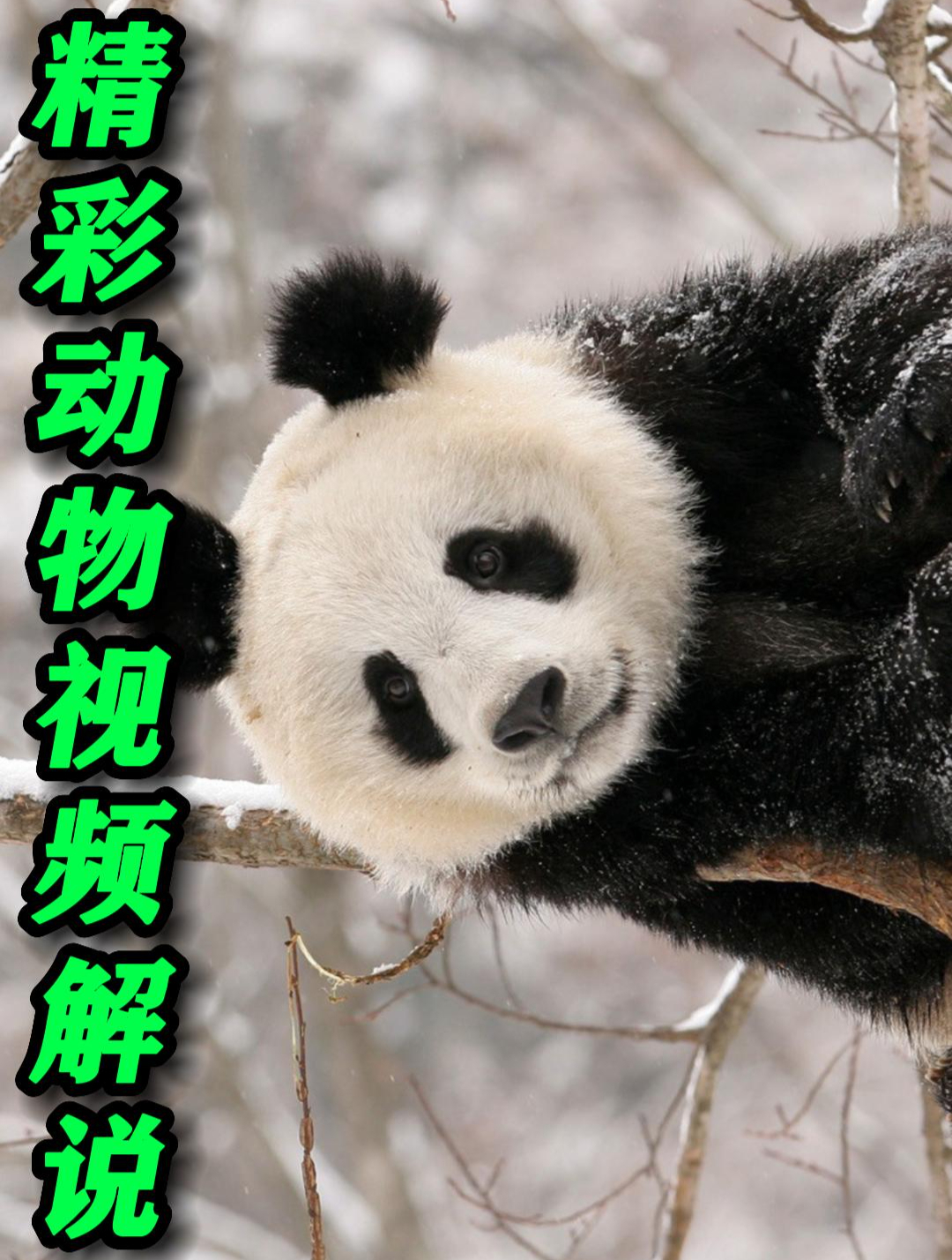 呆萌可爱的浣熊对战大辣条,1比30的比例能否完胜